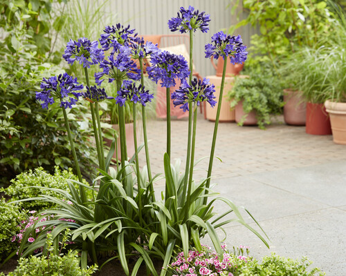 『ユイカ』 1st LIVE「Agapanthus」 ユイカ』 1st LIVE「Agapanthus」 National Plant Network 1 gal